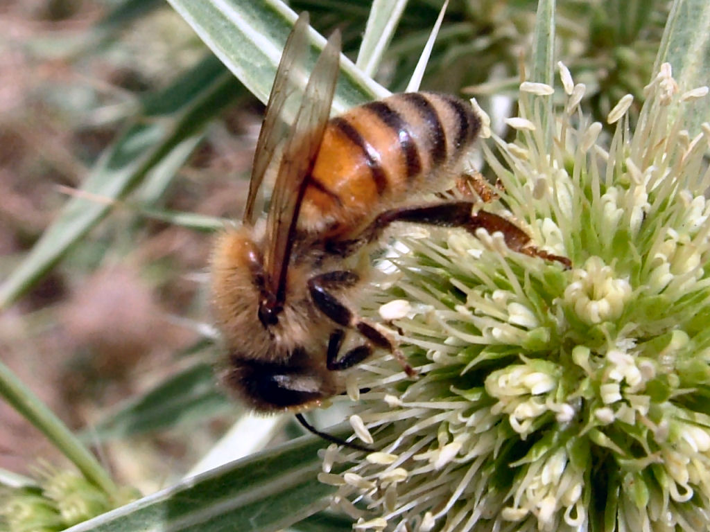 Oedemera: finalmente.. una delle mie sorelline...!
